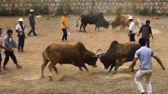 5号小黄牛尾巴翘的高高的,技术也不错 #斗牛 #斗牛爱好者 #斗牛视频
