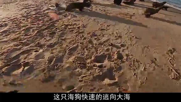它为什么会被绑在小海狗的身上,对于这捆绳子,你有什么想说的吗 #动物 #海豹 #动物救援