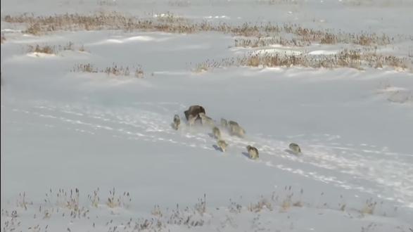 野牛被狼群追击,殊死抵抗,结果被同伴一下撞翻落入狼群口中