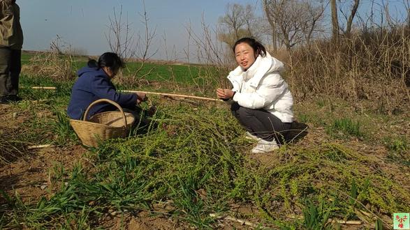 柳树发芽了,一家人3小时才捋了半筐,晒干泡茶清香甘甜真好喝