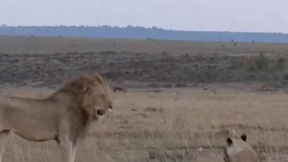 狮群的一天:在狮王的怒吼中开始