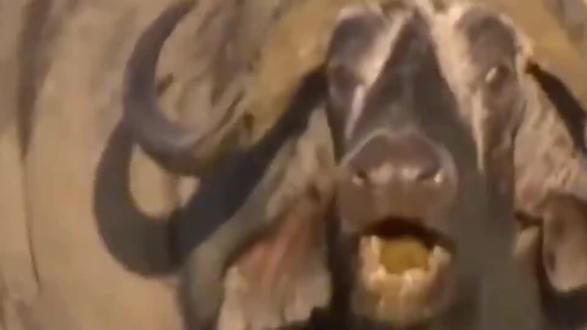 秃鹫的生活习性是怎样,可爱外貌受人喜爱 #秃鹫 #动物科普