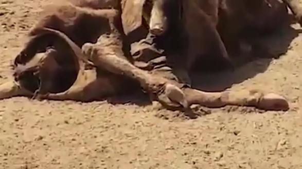 野猪钻进牛肚里吃肉,6秒后野猪开始绝望,镜头记录全过程 #野猪 #野生动物 #动物 #动物世界