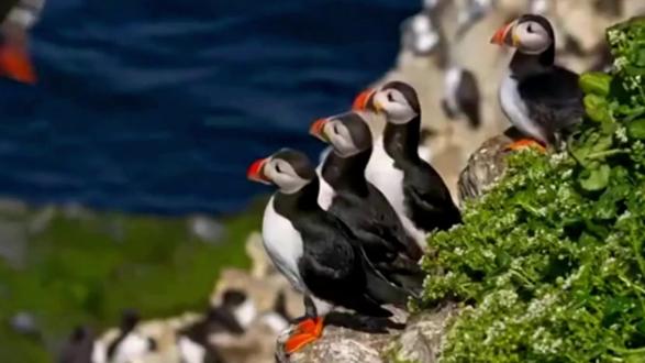 角嘴海雀:揭秘北极剪刀嘴的生存之道 #鸟类 #鸟类实拍 #爱鸟护鸟 #野生鸟类摄影 #鸟类摄影 #野生动物保护