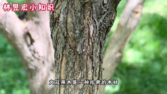 文冠果木:一种具有双重价值的植物,你了解多少? #文冠果 #文冠果树 #文冠果木 #足浴包 #工艺品