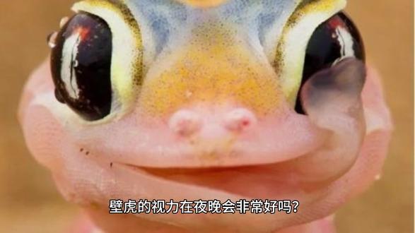 壁虎的视力在夜晚会非常好吗? #好奇昆虫 #远古生物 #动物科普 #冷知识大全
