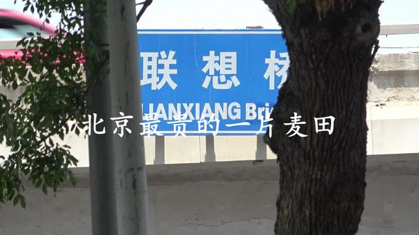北京的三环内有块麦田 每颗麦穗价值万金