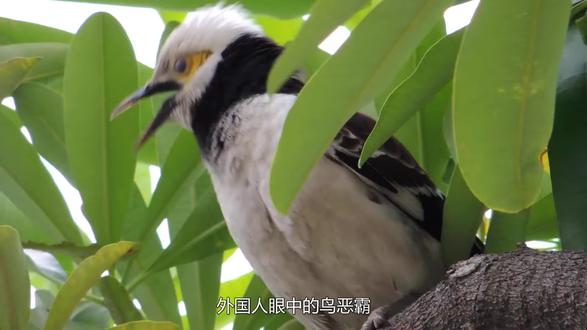 外国人眼中的鸟“恶霸”,中国人却大量养殖,看完涨知识了 #趣闻 #娱乐 #环境 #动物 #鸟类