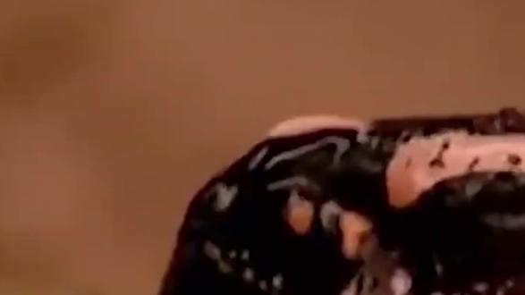 青蛙的生活习性是怎样,可爱外貌受人喜爱