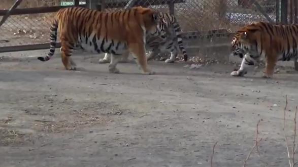 小老虎到后厨偷肉吃,面对饲养员“虎拳”左右开弓,随后憋不住了 #大猫 #老虎 #东北虎 #萌萌哒饲养员