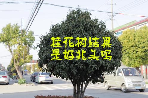 桂花树结果是好兆头吗 #一生难得一见的果子 #江苏老乡 #兴化同域