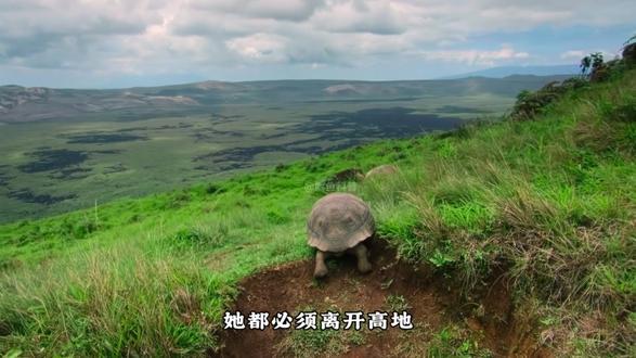 每只野生加拉帕戈斯象龟,最低寿命都有上百年。所以,慢也是一种生活。#动物世界 #动物科普 #动物独白 #象龟