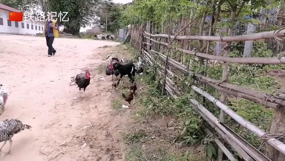 鸟为食亡:斗鸡与火鸡为争剩饭火拼!