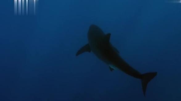 大白鲨求偶,冷血的杀手怎样获得异性的芳心