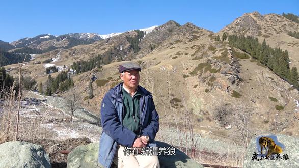 外蒙白脸老狼又受伤!皮肉外翻互相舔伤口,狼王真的容不下它?