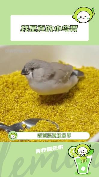 好可爱啊!第一次对小鸟胃有了实感! #萌宠 #可爱小动物 #小鸟 #胃口大