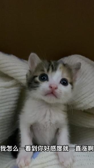 为什么泥?…#小奶猫#鳄鱼花椒 #galgame #喵喵喵