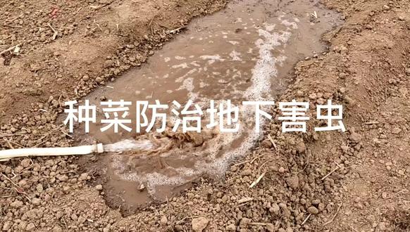 用这种农药防治地下害虫效果好无药残
