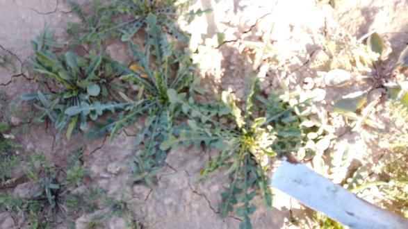 荠菜别再蒸包子了,拿它来做酸菜,一次做一大罐,够吃一冬天了