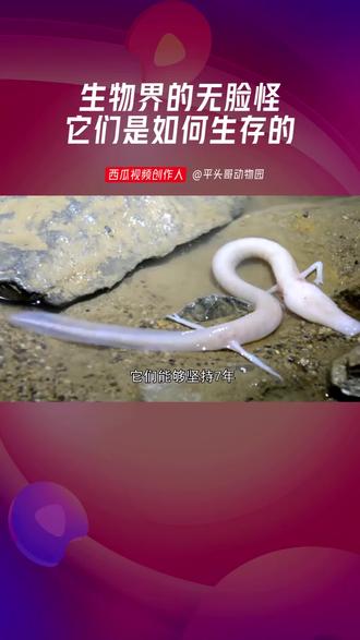没有脸的生物你见过吗 视频来源 #西瓜创作人 :平头哥动物园 #人文