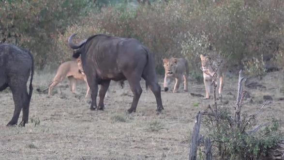 蜜月期,雄狮向母狮示爱,母狮很配合