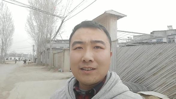 绵羊脖子上挂木棍儿,它犯了多大错?看着就心疼