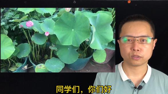 藕,莲子,荷花,荷叶你了解吗?李老师带你用简笔画认识它们