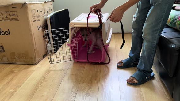 收养的流浪狗极度胆小敏感,如何给它洗澡(宾宾聊训犬31) #训犬教程 #如何给狗狗洗澡