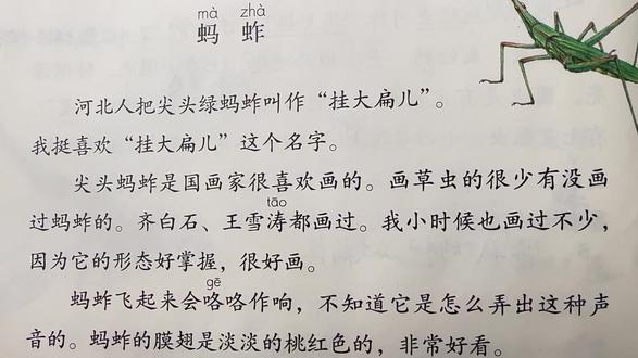 三下语文:第4课《昆虫备忘录》—“挂大扁儿”蚂蚱