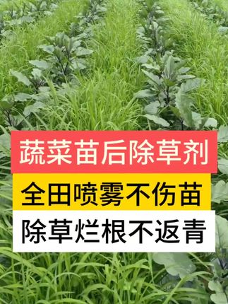 你家蔬菜地里怎么那么多草 蔬菜苗后除草,只除草不伤蔬菜 #种菜 #蔬菜种植 #阔叶蔬菜苗后专用除草剂 #蔬菜地专用除草剂