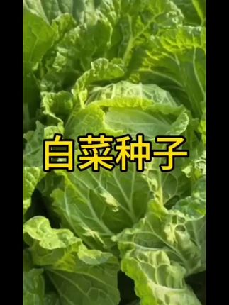 好东西要一起分享#点击小黄车直接购买