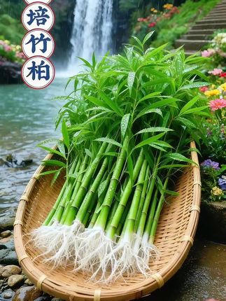 #花卉绿植 #花卉绿植盆栽 #绿植 #竹柏