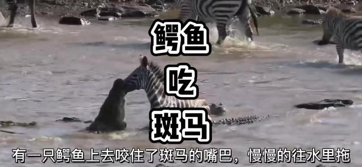 #动物世界 一个视频证明鳄鱼强大的咬合力