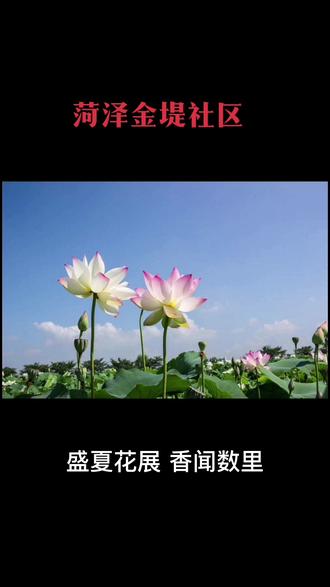 《菏泽村落》菏泽金堤社区。曹州八景之灉水荷花。#菏泽村落 #菏泽传统文化 #夏日荷花