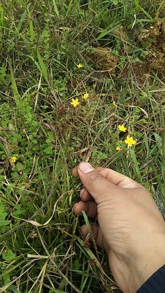 黄花仔#弘扬潮汕青草 #传递抖音正能量 @潮汕青草