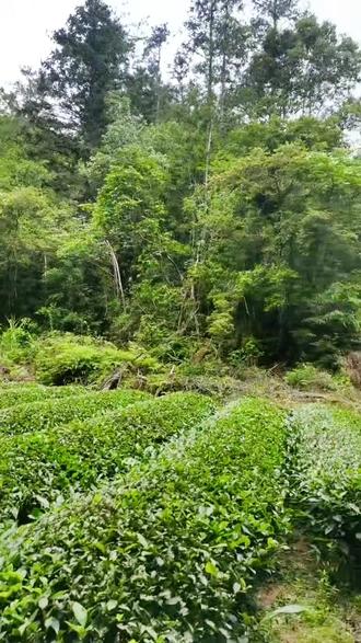武夷山好汉坡,虎啸岩#历史古迹 #总有人翻山越岭为你而来
