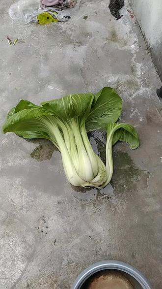 这是上海青大不大加上外面的一圈叶子还要大