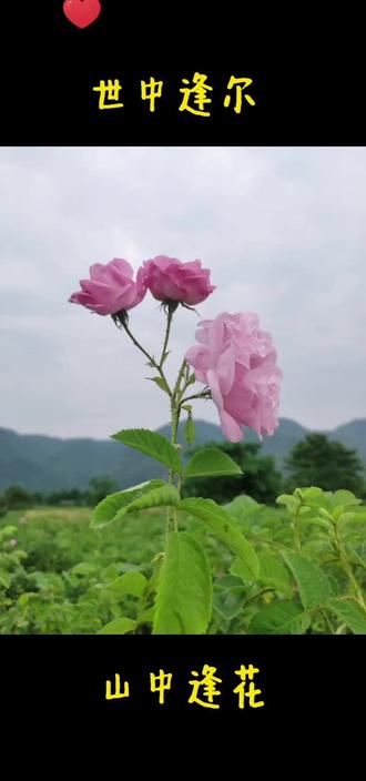 大马士革玫瑰花茶,兰妃印象杨博士亲手烹制,隔着屏幕都能闻到花香——世中逢尔,山中逢花!猜猜,杨博士在哪里采摘?