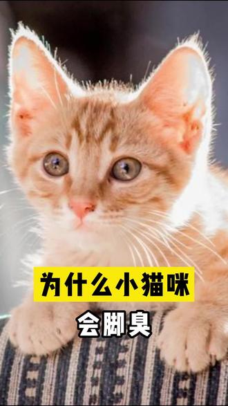 你还在吸猫的jio吗?#小猫咪能有什么坏心眼 #迷惑行为大赏 #家有傻猫 #科学养宠攻略 #萌宠