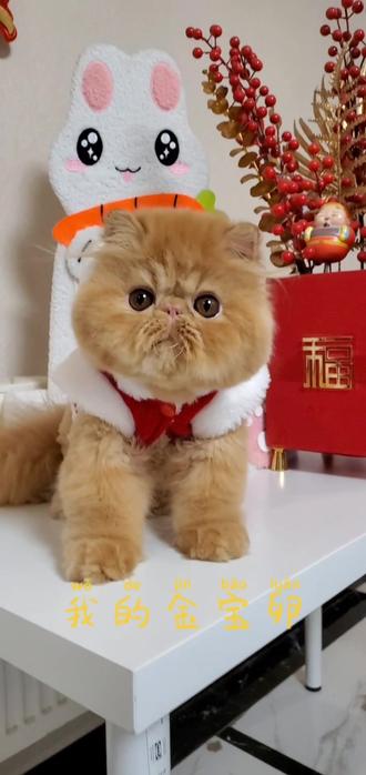 几个“金包卵”#新年招财猫被迫上岗 #招财猫