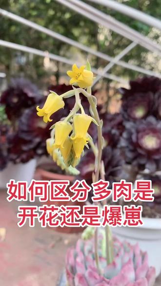 一直在清理多肉枯叶和花剑,请忽略我的手😄“脏脏的”#钟雪雪多肉小院 #多肉开花 #多肉爆崽 #爱上多肉
