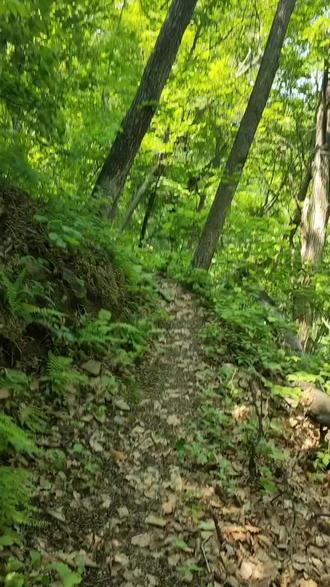 你对野播籽山参…了解多少……?