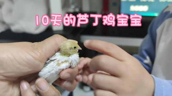 10天的芦丁鸡宝宝自己会在垫料上洗澡,而且还长出了很多羽毛#dou是宝宝