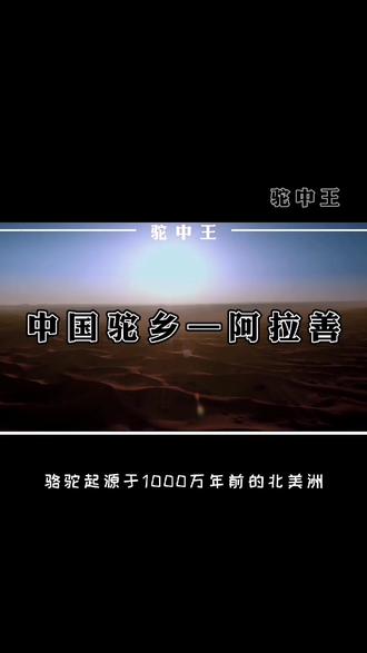 阿拉善 27万平方公里 25万人口,生活着大约15万峰双峰驼,被誉为“中国驼乡”,驼中王扎根于此,原产地直供。