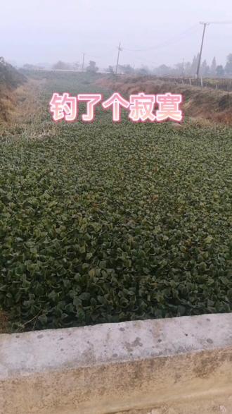 大师们,这应该桥上玩筏钓还是开草洞玩长杆?因为去年在这里爆护,一年没来,都变了!#衡阳一顺渔具 #钓鱼