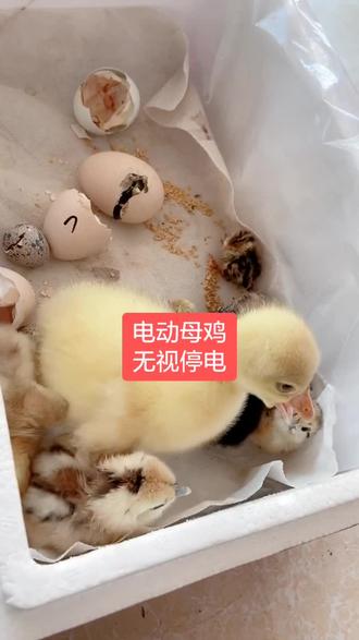 孵化到一半,停电怎么办?电动老母鸡,孵化孵不停!