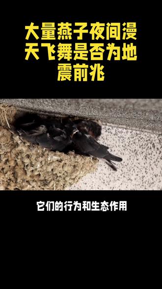 大量燕子夜间漫天飞舞,是怎么了#大自然 #燕子乱飞是什么征兆