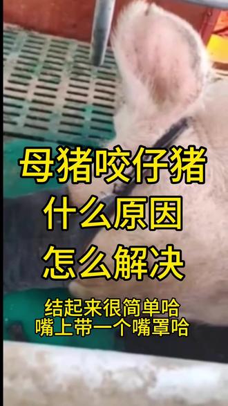 母猪咬仔猪,什么原因,怎么解决?#养猪人 #养猪知识 #科学养猪 #母猪 #大数据推荐给有需要的人