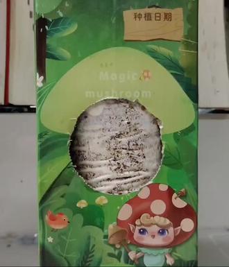 #蘑菇DIY 记录蘑菇的成长史