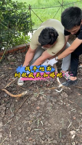 修整地面,没想到树根这么长,清理完一下子就舒服多了#小院改造 #农村生活 #干活的男人最帅